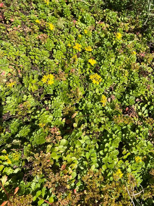 Очиток (Седум) камчатский, розсада.