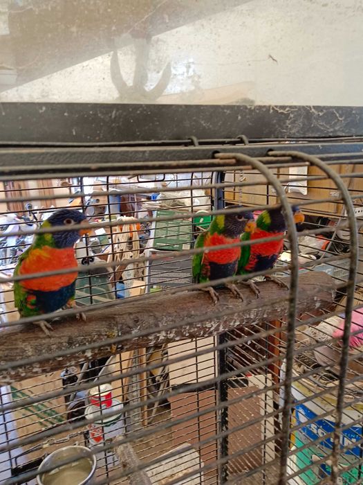 Lorys molucano para trocar ou vender