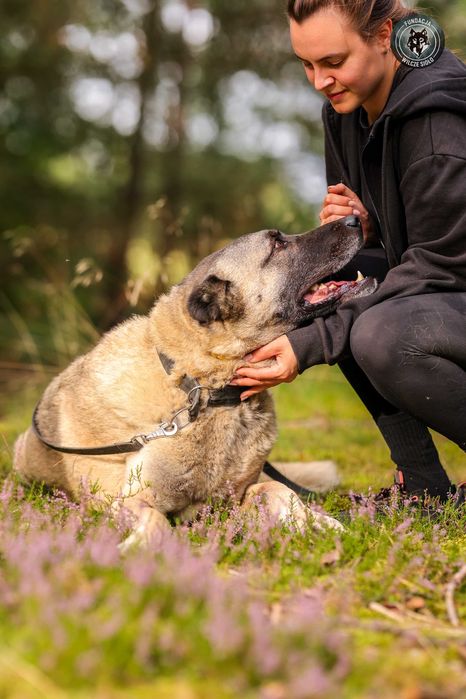 Hektor , około 4 letni kangal do adopcji z fundacji