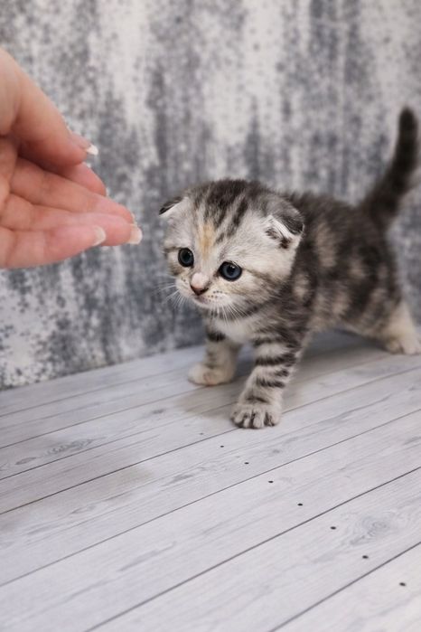 Шотландські кошенята (Scottish Fold / Straight)