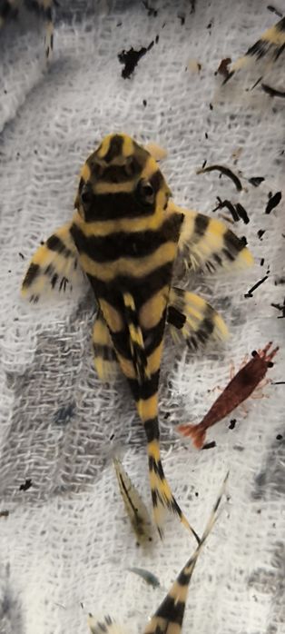 Zbrojnik Hypancistrus L333 Select