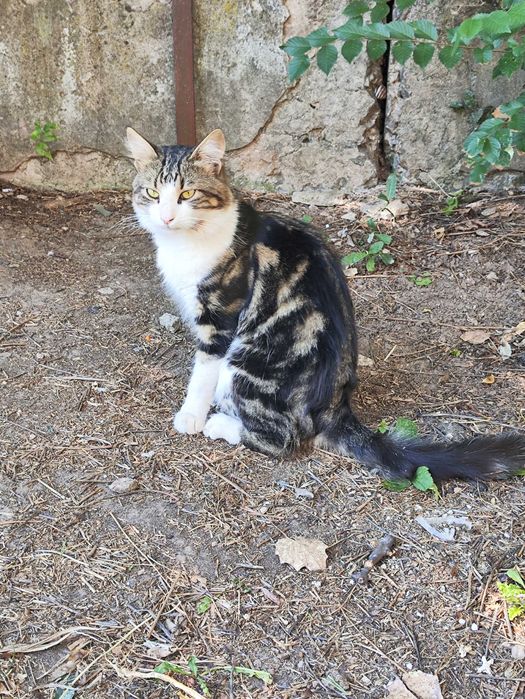 кіт шукає родину кошенята котята