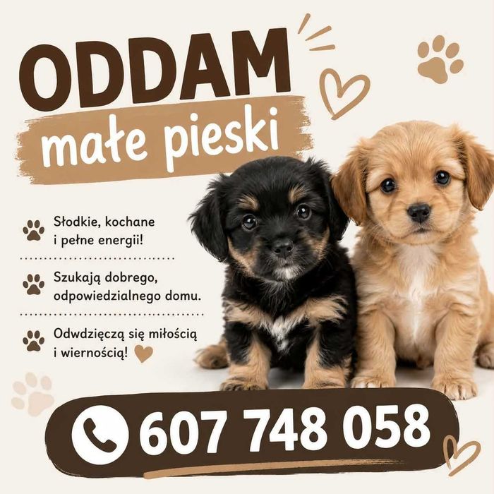 Oddam małe pieski za darmo