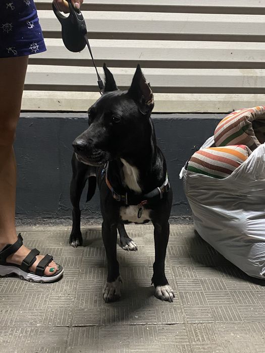 Стаффорд питбуль соочно ищет дом