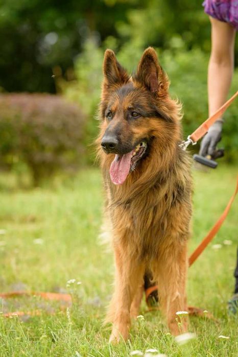 Natan w typie Owczarka Niemieckiego Długowłosego do adopcji