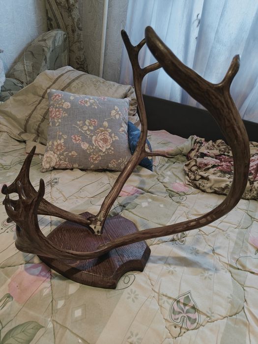 Рога північного оленя на дерев'яній основі