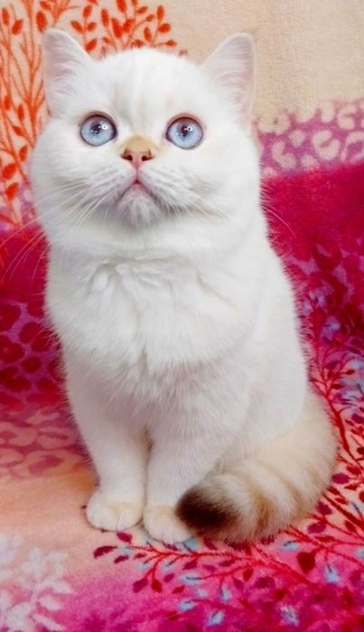 Шотландочка Чудо дівчинка красунечка