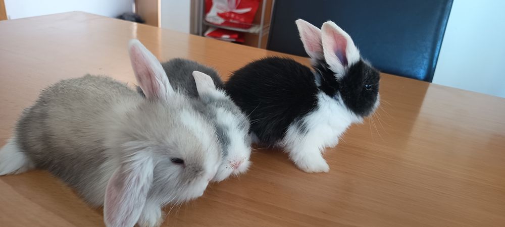 Coelhos de raça exótica: mini loop orelhudo.