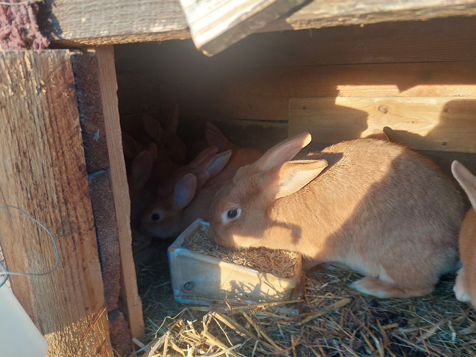 Królica burgundzka z młodymi