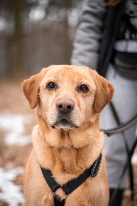 Ziggy - psi czaruś w typie labradora czeka na dom!