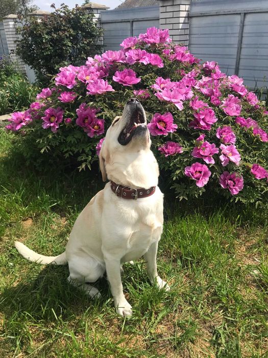 В"язка,Палевий Лабрадор Ретрівер