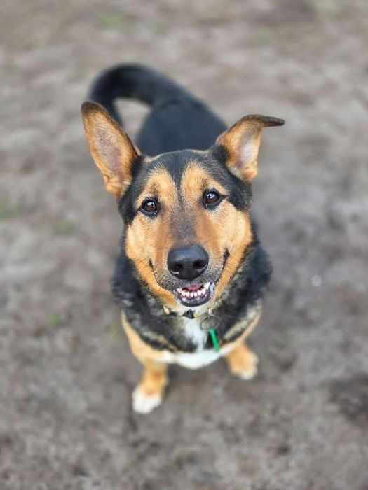 Do adopcji Gangster! a taki kocha najbardziej