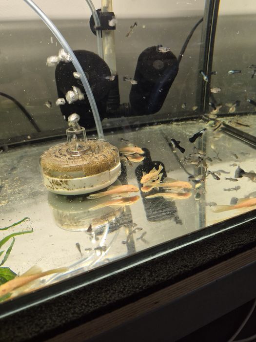 Zbrojniki Złote Weloniaste