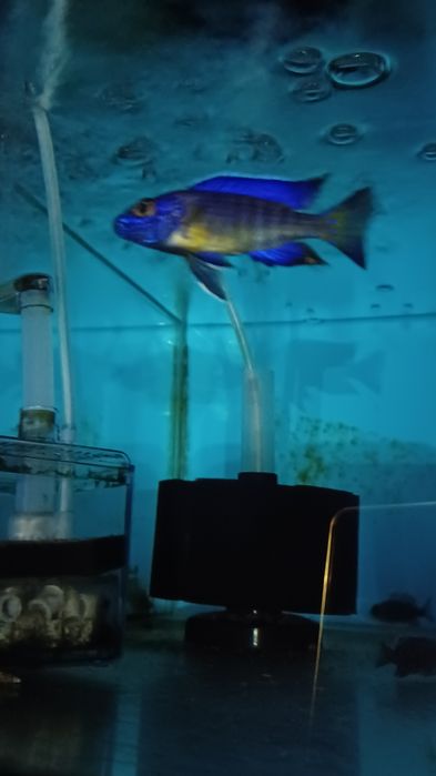 Ciclidio africano - Aulonocara Ngara