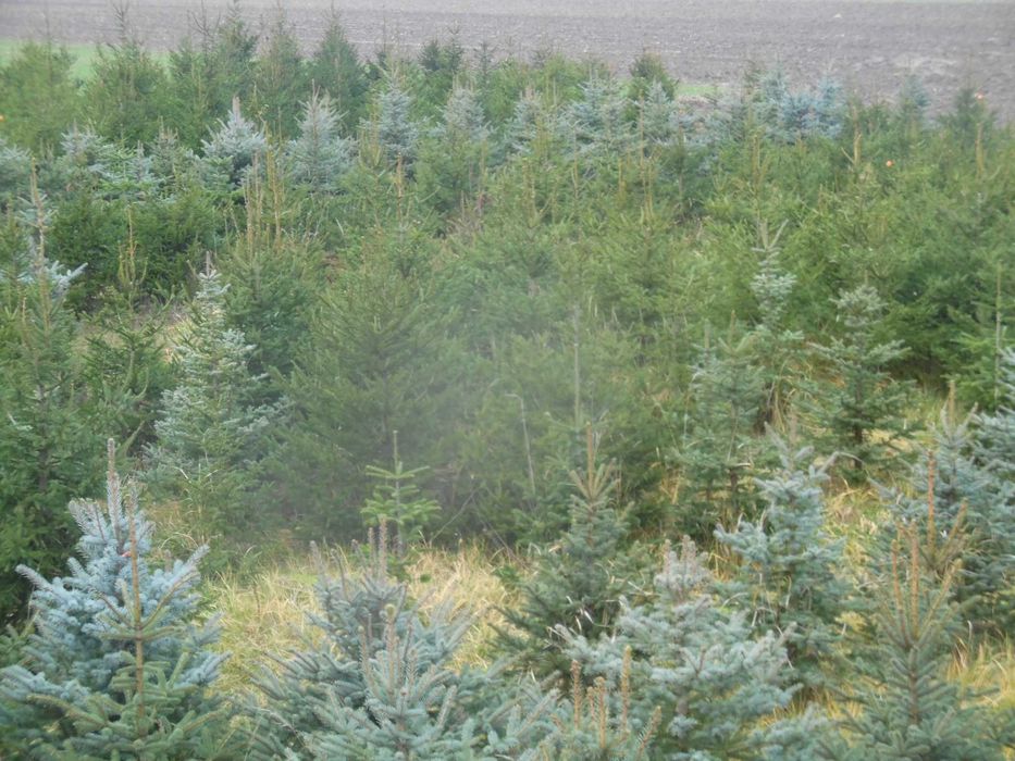 Choinki świąteczne z plantacji  ciętekopane