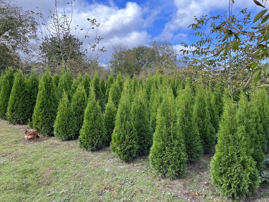 Tuje szmaragd 100 - 250 cm