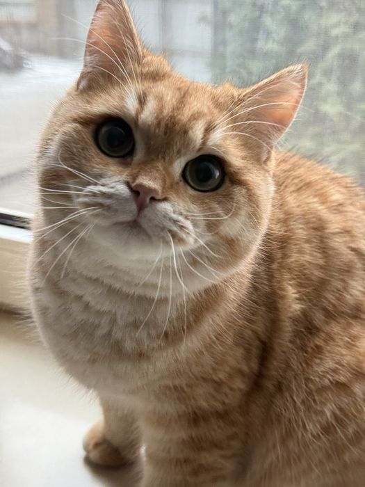 Британський котик