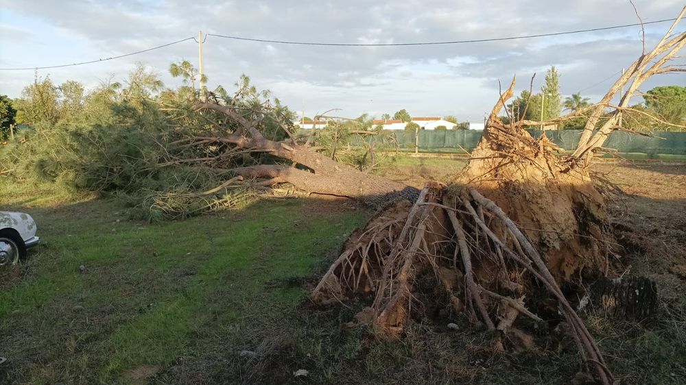 Trabalhos de jardinagem e podas de árvores