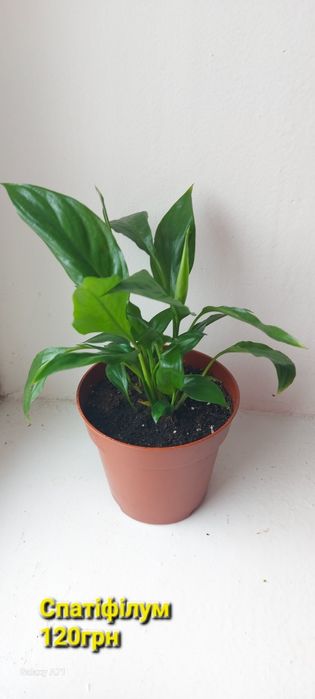 Продам кімнатні квіти