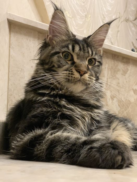 Мейн-кун з розплідника, дівчинка ELIZABETH