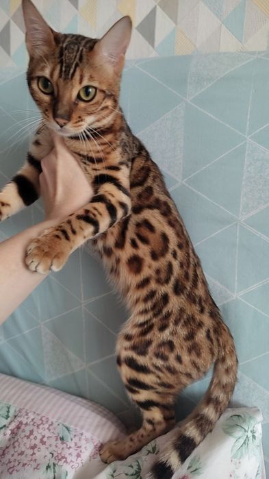 Бенгальська дівчинка