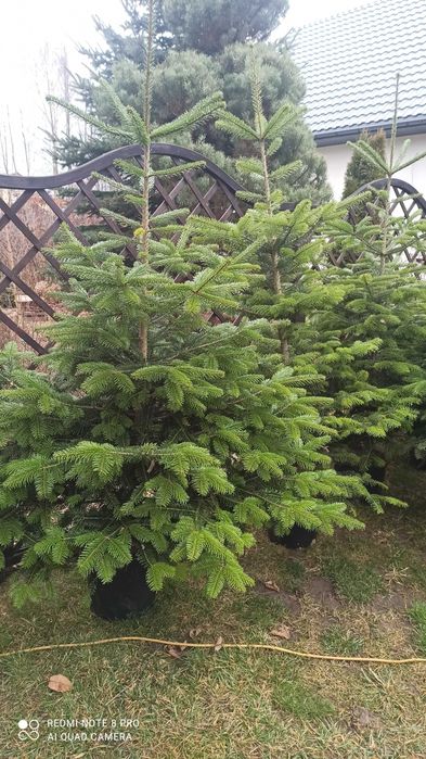 Choinki świąteczne świerk jodła