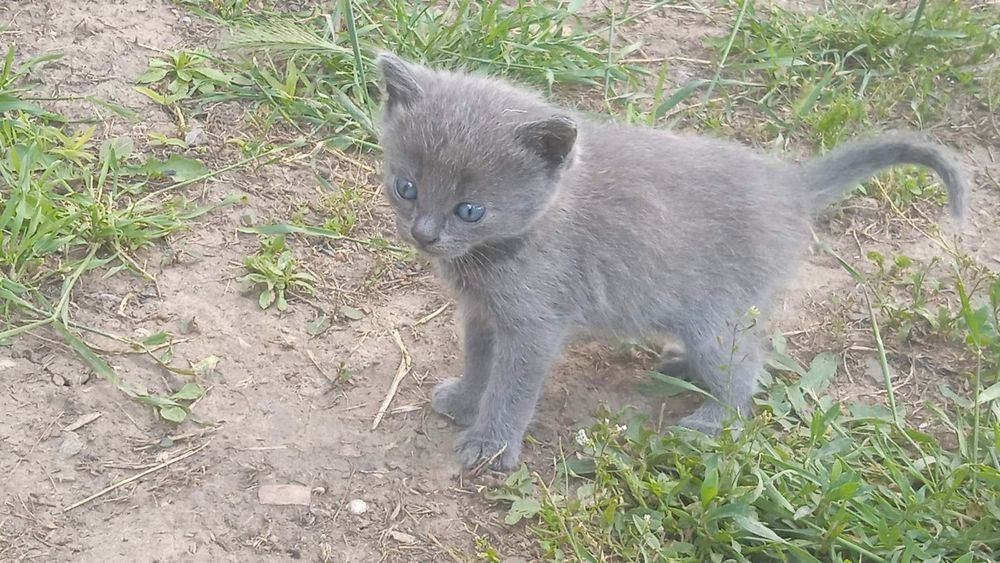 Котята бесплатно