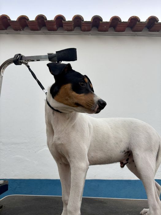 Ratonero Bodeguero Andaluz C/Pedigree e Afixo