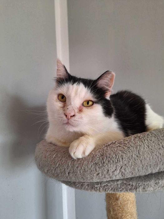 Pokochaj łaciatego kocurka który długo czeka na dom :(