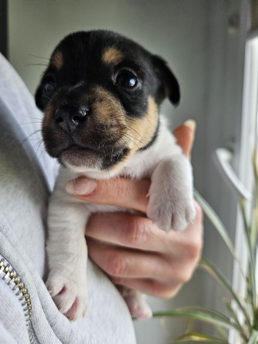Sunia Jack russell