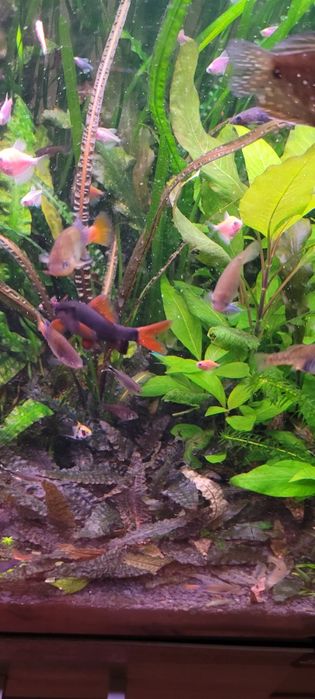 Witam sprzedam labeo