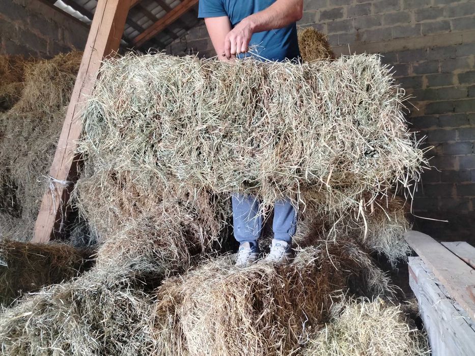 Kostki siana, suche, pachnące