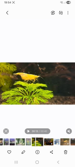 Krewetki neocaridina yellow neon