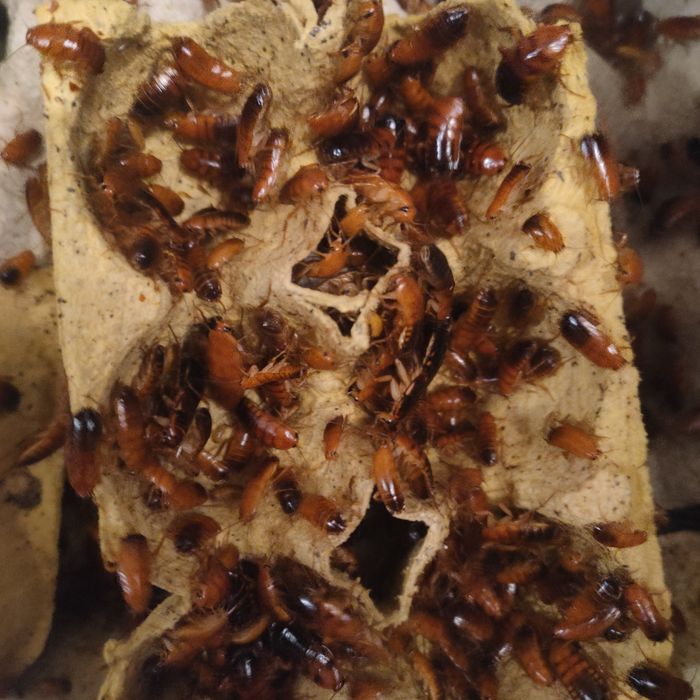 Karaczany tureckie, karmówka dla gadów