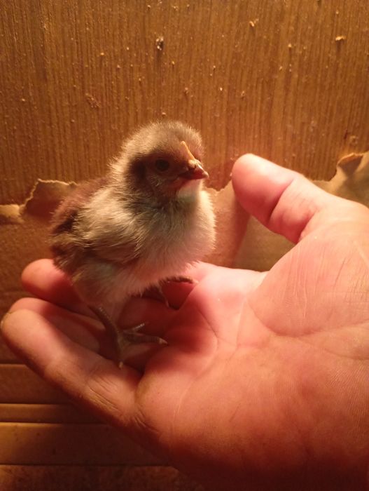 kurczęta mix ras kur niosnych