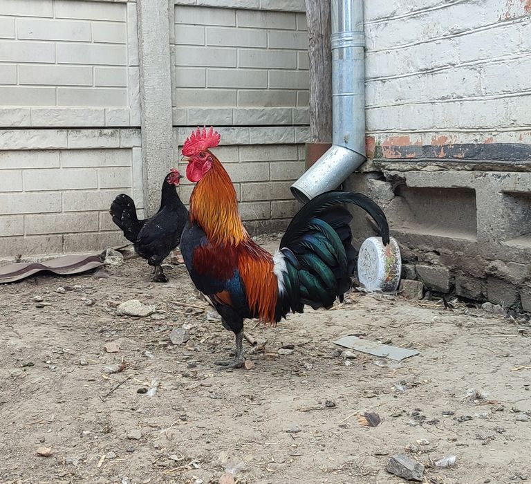 Декоративні кури, півень, петух, карликові кури