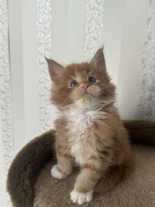 Кошенята мейн-кун