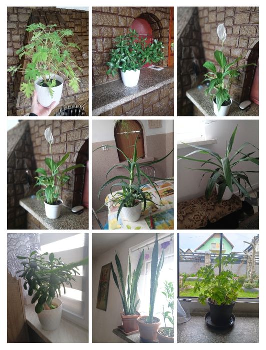 Kwiaty na sprzedaż - różne, domowe. Od prywatnej osoby.