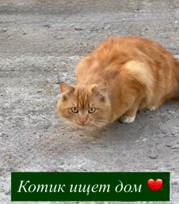 Отдам даром в добрые руки пушистого рыжего котика
