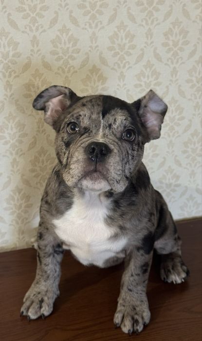 Американський буллі, дівчинка