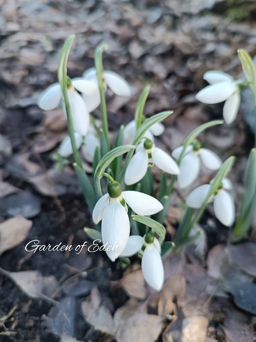 Луковицы подснежника Нивали. цибулинки первоцвіту.
