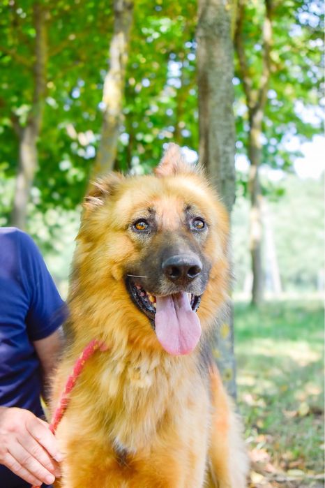 Cywil- pies w typie owczarka niemieckiego do adopcji