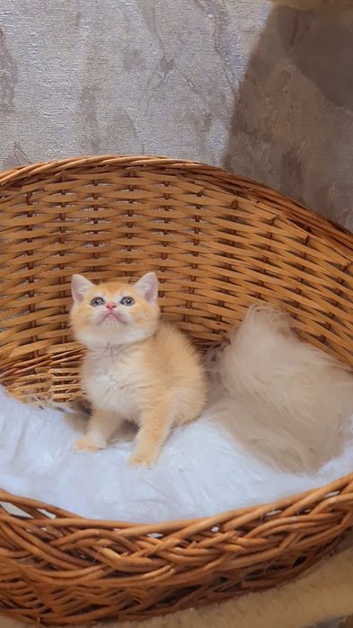 Красотка ждёт вас