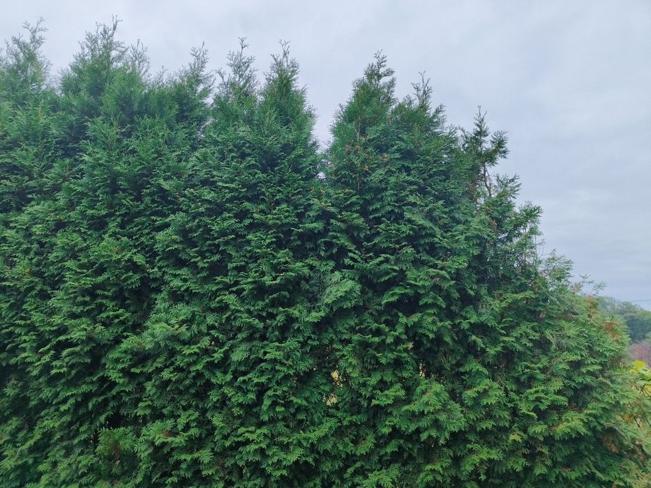 Udostepnie bezpłatnie tuje do przycięcia na stroiki wszystkich swietych.