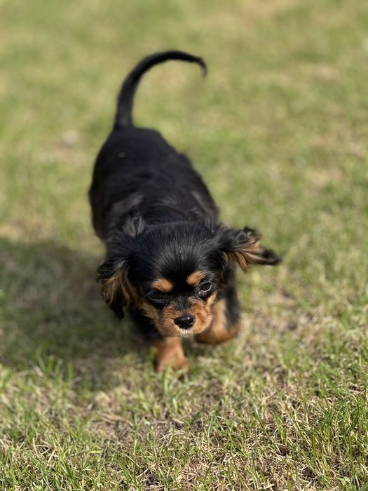 Cavalier King Charles Spaniel Piesek