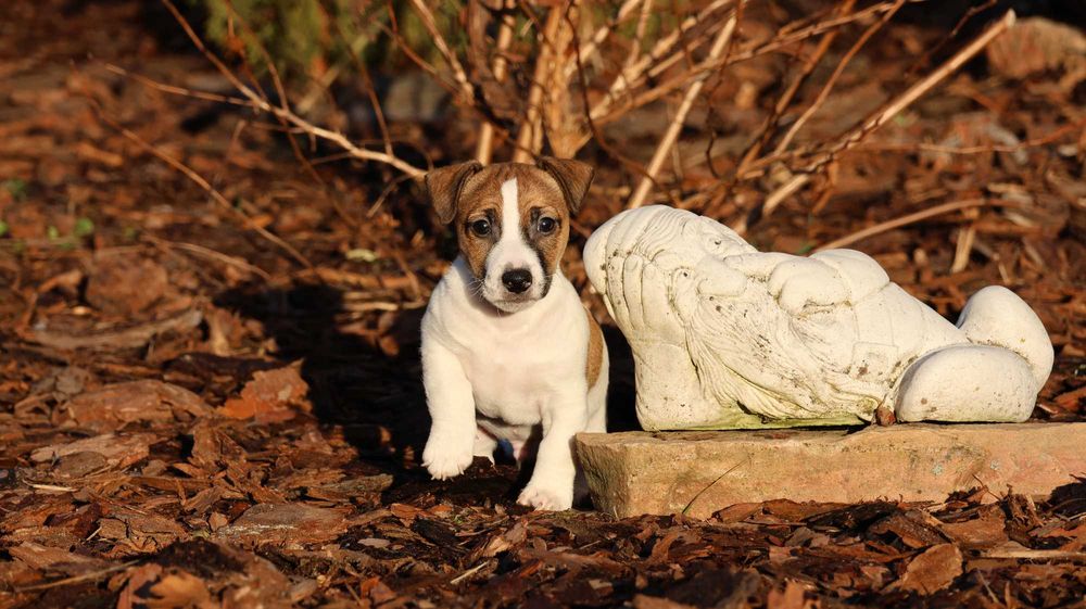 Jack Russell Terrier PIESEK od"BREFIO"/badania genet./odbiór