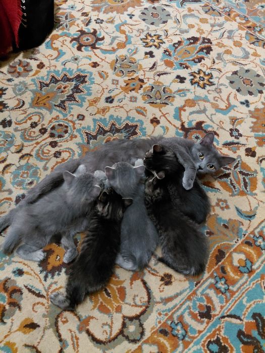 Віддам в хороші руки котиків