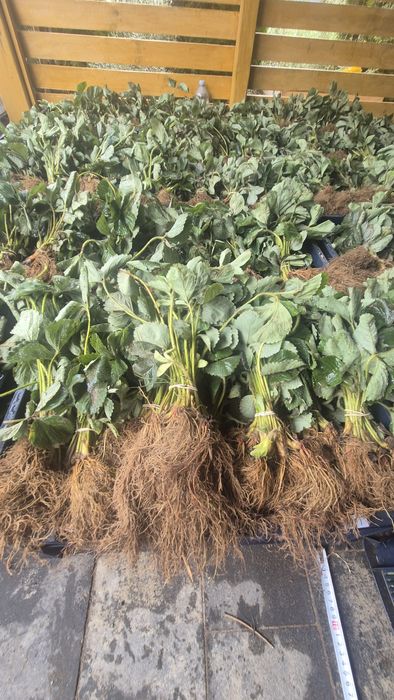 Szkółka sadzonek truskawek