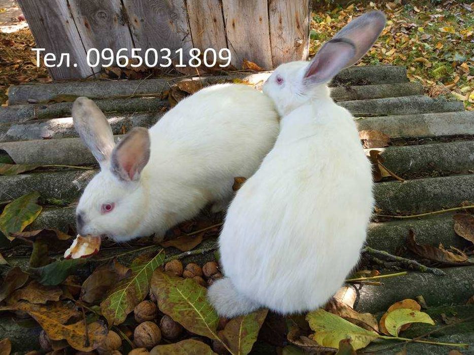 Продам кроликів(самки, самці)