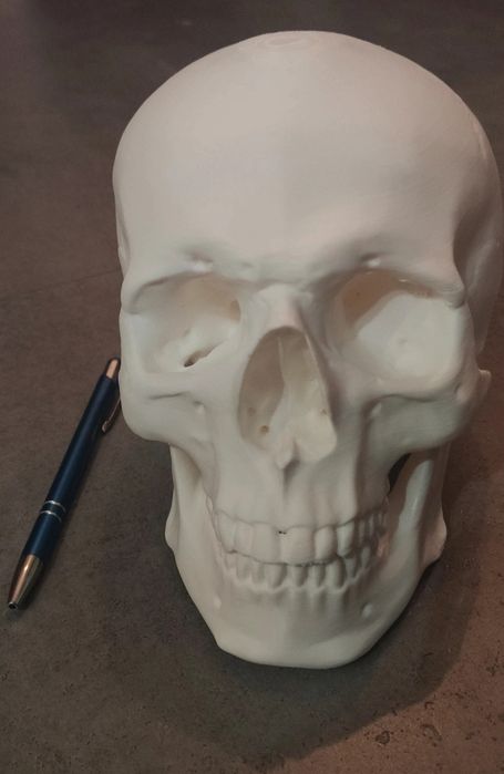 Realistyczna czaszka dekoracyjna - ozdoba na halloween / imprezy / gabinet / cosplay